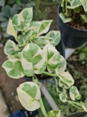 CÂY TRẦU BÀ CẨM THẠCH, (cao 15 cm), cây phong thủy hút tài lộc để bàn mini GIÁ RẺ, lọc không khí, Cây Tươi Nguyên CTN0440