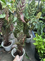 CÂY ĐUÔI CÔNG SỌC XANH, (cao 15cm), cây phong thủy hút tài lộc để bàn mini GIÁ RẺ, lọc không khí, Cây Tươi Nguyên CTN0600