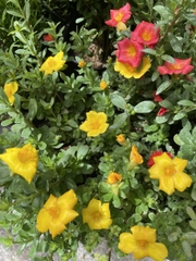 CÂY HOA MƯỜI GIỜ THÁI ,(cao 20cm), Cây cảnh, dễ trồng GIÁ RẺ, nở quanh năm, Cây Tươi Nguyên CTN0280