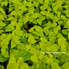 CÂY TRẦU BÀ TIM CHẬU NHỰA Philodendron Lemon Lime, (cao 10cm), cây cảnh Trong nhà, kiểng lá mini để bàn Cây Tươi Nguyên