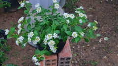 CÂY HOA NGŨ SẮC TRẮNG, (cao 25cm), Cây cảnh, dễ trồng GIÁ RẺ, nở quanh năm, Cây Tươi Nguyên CTN0390
