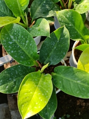 CÂY TRẦU BÀ ĐẾ VƯƠNG Vàng, (cao 35cm), cây phong thủy hút tài lộc để bàn mini GIÁ RẺ, lọc không khí, Cây Tươi Nguyên CTN0020