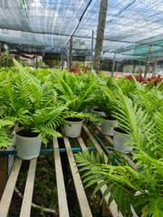 CÂY DƯƠNG SỈ HẠNH PHÚC, (cao 35cm), cây phong thủy hút tài lộc để bàn mini GIÁ RẺ, lọc không khí, Cây Tươi Nguyên CTN0320