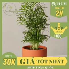 [Mua 2 giảm 15K ship] CÂY CAU TIỂU TRÂM, (cao 15cm), cây phong thủy hút tài lộc để bàn mini GIÁ RẺ, lọc không khí, Cây Tươi Nguyên CTN0010
