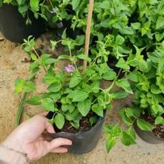 CÂY HOA NGŨ SẮC TÍM, (cao 25cm), Cây cảnh, dễ trồng GIÁ RẺ, nở quanh năm, Cây Tươi Nguyên CTN0380