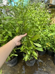 [GIÁ RẺ] CÂY CÚC TẦN ẤN ĐỘ,(cao 35cm), 5-7 GỐC thân rũ che mát, giảm nắng, chống bụi tốt, cây cảnh Trong nhà, GIÁ RẺ, lọc không khí, Cây Tươi Nguyên