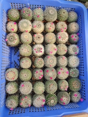 CÂY XƯƠNG RỒNG SINH NHẬT, (cao 5cm), cây phong thủy hút tài lộc để bàn mini GIÁ RẺ, lọc không khí, Cây Tươi Nguyên CTN0820