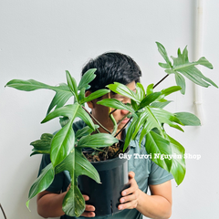 [CHỈ GIAO HOẢ TỐC] - CÂY TRẦU BÀ CÁNH ÉN CHẬU LỚN, (cao 30-40cm), cây cảnh Trong nhà, kiểng lá mini để bàn Văn phòng đẹp, GIÁ RẺ, lọc không khí, Cây Tươi Nguyên CTN1525