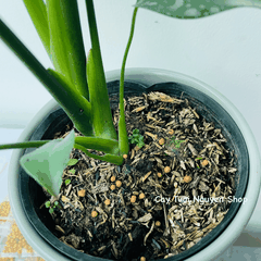 PHÂN TAN CHẬM HẠT VÀNG NPK 14-14-14 (1 GÓI 10G), chuyên dùng cho kiểng lá, cây kiểng nội thất, Cây Tươi Nguyên