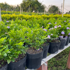 CÂY HOA CHUỖI NGỌC THÁI TÍM ,(cao 20cm), Hoa giống cảnh sân vườn, ban công, dễ trồng GIÁ RẺ, nở quanh năm, Cây Tươi Nguyên CTN1170