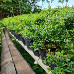 CÂY LINH SAM 86 HOA TÍM NHỎ (1 gốc thô), (cao 20-40cm), cây cảnh trồng sân vườn, làm bonsai tiểu cảnh, dễ trồng GIÁ RẺ, lọc không khí, Cây Tươi Nguyên CTN1270