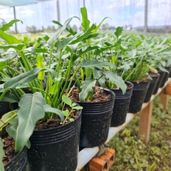CÂY TRẦU BÀ CHÂN VỊT, (cao 15cm), cây phong thủy hút tài lộc để bàn mini GIÁ RẺ, lọc không khí, Cây Tươi Nguyên CTN0560