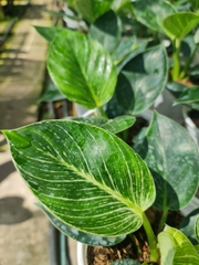 CÂY TRẦU BÀ ĐẾ VƯƠNG Kim cương - Cẩm thạch, (cao 25cm), cây phong thủy hút tài lộc để bàn mini GIÁ RẺ, lọc không khí, Cây Tươi Nguyên CTN0020