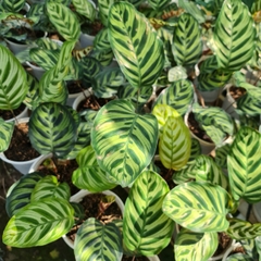 CÂY ĐUÔI CÔNG SỌC XANH, (cao 15cm), cây phong thủy hút tài lộc để bàn mini GIÁ RẺ, lọc không khí, Cây Tươi Nguyên CTN0600