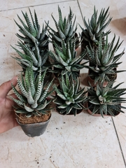 CÂY SEN ĐÁ MONG RỒNG ,(cao 5cm), cây phong thủy hút tài lộc để bàn mini GIÁ RẺ, lọc không khí, Cây Tươi Nguyên CTN0520