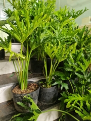 CÂY TRẦU BÀ THANH XUÂN 2 Size, cây phong thủy hút tài lộc để bàn mini GIÁ RẺ, lọc không khí, Cây Tươi Nguyên CTN0190