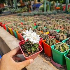 CÂY XƯƠNG RỒNG GYMNO, (cao 5cm), cây phong thủy hút tài lộc để bàn mini GIÁ RẺ, lọc không khí, Cây Tươi Nguyên CTN0610