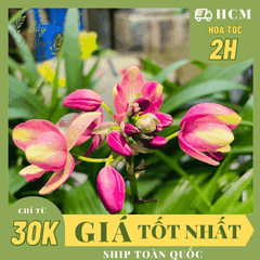 CÂY HOA ĐỊA LAN MÀU COWBOY MỚI (LAN CHI ĐINH) ,(cao 15cm), Hoa giống cảnh sân vườn, dễ trồng GIÁ RẺ, Cây Tươi Nguyên
