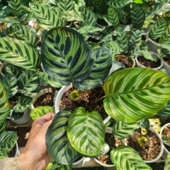 CÂY ĐUÔI CÔNG SỌC XANH, (cao 15cm), cây phong thủy hút tài lộc để bàn mini GIÁ RẺ, lọc không khí, Cây Tươi Nguyên CTN0600