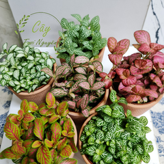 [Mua 2 giảm 15K ship] CÂY CẨM NHUNG FITTONIA (cây may mắn), (cao 5cm), cây phong thủy hút tài lộc để bàn mini GIÁ RẺ, lọc không khí, Cây Tươi Nguyên CTN0140