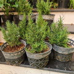 GIỐNG CÂY HƯƠNG THẢO (Rosemary), (cao 15-20cm), thuần khí hậu nóng Sài Gòn, cây hương liệu, Cây Tươi Nguyên CTN0750