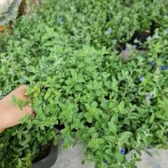 CÂY HOA THANH TÚ, (cao 20cm), Cây cảnh, dễ trồng GIÁ RẺ, nở quanh năm, Cây Tươi Nguyên CTN0300
