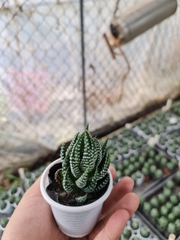 CÂY SEN ĐÁ MONG RỒNG ,(cao 5cm), cây phong thủy hút tài lộc để bàn mini GIÁ RẺ, lọc không khí, Cây Tươi Nguyên CTN0520