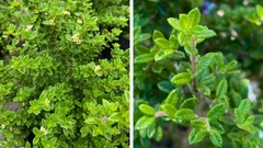[CHỈ GIAO MIỀN NAM] CÂY HÀM HƯƠNG (cao 5cm), cây cực thơm mùi cam quýt pha mật ong và vani, dùng để ướp trà & cây gia vị nấu ăn, trồng chậu nhựa phát triển ổn đinh, Cây Tươi Nguyên