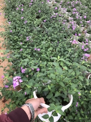CÂY HOA NGŨ SẮC TÍM, (cao 25cm), Cây cảnh, dễ trồng GIÁ RẺ, nở quanh năm, Cây Tươi Nguyên CTN0380