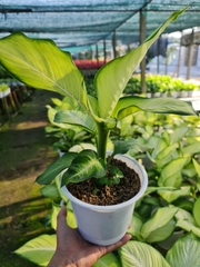 CÂY THIÊN HOÀNG, (cao 35cm), cây phong thủy hút tài lộc để bàn mini GIÁ RẺ, lọc không khí, Cây Tươi Nguyên CTN0110