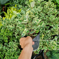CÂY ĐA TAM PHÚC LÁ TIM ,(cao 30 cm), cây cảnh Trong nhà, kiểng lá mini để bàn Văn phòng đẹp, hợp Phong thuỷ, GIÁ RẺ, lọc không khí, Cây Tươi Nguyên CTN1330