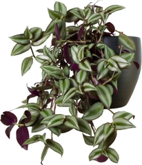 CÂY THÀI LÀI TÍA, (cao 20cm), cây phong thủy hút tài lộc để bàn mini GIÁ RẺ, lọc không khí, Cây Tươi Nguyên CTN0260