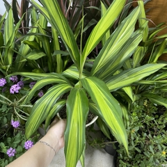 CÂY PHÁT TÀI HOÀNG KIM, (cao 35cm), cây phong thủy hút tài lộc để bàn mini GIÁ RẺ, lọc không khí, Cây Tươi Nguyên CTN1100