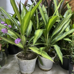 CÂY PHÁT TÀI HOÀNG KIM, (cao 35cm), cây phong thủy hút tài lộc để bàn mini GIÁ RẺ, lọc không khí, Cây Tươi Nguyên CTN1100