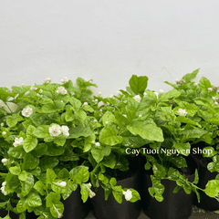 CÂY HOA LÀI TA CÁNH KÉP Hoa thơm, (cao 25cm), Hoa giống sân vườn, ban công, dễ trồng RẺ, nở quanh năm, Cây Tươi Nguyên
