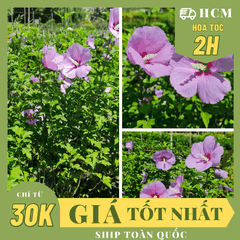 [GIỐNG MỚI] CÂY HOA BỤT TÍM BIRD BLUE ,(cao 40cm), Hoa giống cảnh sân vườn, dễ trồng GIÁ RẺ, Cây Tươi Nguyên