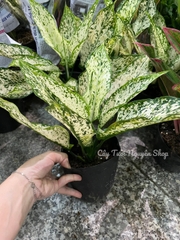 [GIÁ TỐT] COMBO 2 CHẬU (NGỌC NGÂN + PHÚ QUÝ) Chậu 1 thân, (cao 20cm), cây cảnh Trong nhà, kiểng lá mini để bàn Văn phòng đẹp, hợp Phong thuỷ, GIÁ RẺ, lọc không khí, Cây Tươi Nguyên CTN1340