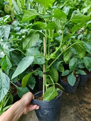 [CHỈ GIAO HCM] CÂY ỚT CHUÔNG ĐÀ LẠT, ỚT NGỌT (cao 25cm), trồng sẵn phát triển ổn định, mau thu hoạch Cây Tươi Nguyên