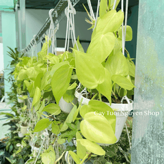 [CHẬU TREO] CÂY TRẦU BÀ LÁ TIM mini ,(cao 10cm), cây cảnh Trong nhà, kiểng lá để bàn, GIÁ RẺ, Cây Tươi Nguyên CTN1452