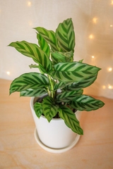 CÂY ĐUÔI CÔNG XANH VẰN (Calathea Freddie), (cao 15cm), cây cảnh Trong nhà, kiểng lá mini để bàn Văn phòng đẹp, GIÁ RẺ, lọc không khí, Cây Tươi Nguyên CTN1516
