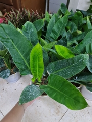 CÂY TRẦU BÀ ĐẾ VƯƠNG Xanh,(cao 30cm), cây phong thủy hút tài lộc để bàn mini GIÁ RẺ, lọc không khí, Cây Tươi Nguyên CTN0020