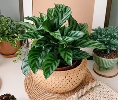 CÂY ĐUÔI CÔNG XANH VẰN (Calathea Freddie), (cao 15cm), cây cảnh Trong nhà, kiểng lá mini để bàn Văn phòng đẹp, GIÁ RẺ, lọc không khí, Cây Tươi Nguyên CTN1516