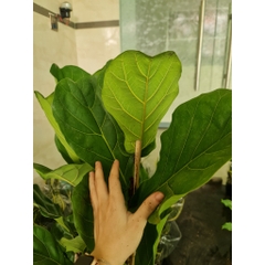 CÂY BÀNG SINGAPORE LỚN, (cao 100-120cm), phong thuỷ để bàn mini GIÁ RẺ, lọc không khí, Cây Tươi Nguyên CTN0172
