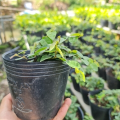 CÂY VẢY ỐC ( THẰN LẰN BÒ), (cao 10cm), cây phong thủy hút tài lộc để bàn mini GIÁ RẺ, lọc không khí, Cây Tươi Nguyên CTN0370