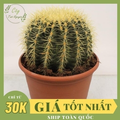CÂY XƯƠNG RỒNG BÓNG VÀNG ĐƠN, (cao 10cm), cây phong thủy hút tài lộc để bàn mini GIÁ RẺ, lọc không khí, Cây Tươi Nguyên CTN0150