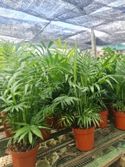 CÂY CAU TIỂU TRÂM ( SIZE LỚN) ,(cao 40cm), cây phong thủy hút tài lộc để bàn mini GIÁ RẺ, lọc không khí, Cây Tươi Nguyên CTN0360