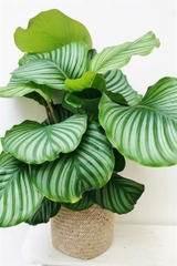CÂY ĐUÔI CÔNG Táo xanh, (cao 35cm), cây phong thủy hút tài lộc để bàn mini GIÁ RẺ, lọc không khí, Cây Tươi Nguyên CTN0080