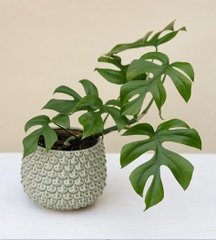 CÂY TRẦU BÀ LÁ XẺ LEO MONSTERA MINI, (cao 25cm), cây cảnh Trong nhà, kiểng lá mini để bàn đẹp, GIÁ RẺ, Cây Tươi Nguyên