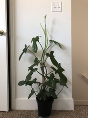 [CHỈ GIAO HOẢ TỐC] - CÂY TRẦU BÀ CÁNH ÉN CHẬU LỚN, (cao 30-40cm), cây cảnh Trong nhà, kiểng lá mini để bàn Văn phòng đẹp, GIÁ RẺ, lọc không khí, Cây Tươi Nguyên CTN1525