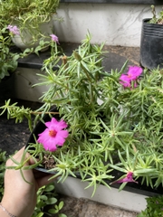CÂY HOA MƯỜI GIỜ MỸ ĐƠN, (cao 20cm), Cây cảnh, dễ trồng GIÁ RẺ, nở quanh năm, Cây Tươi Nguyên CTN0670